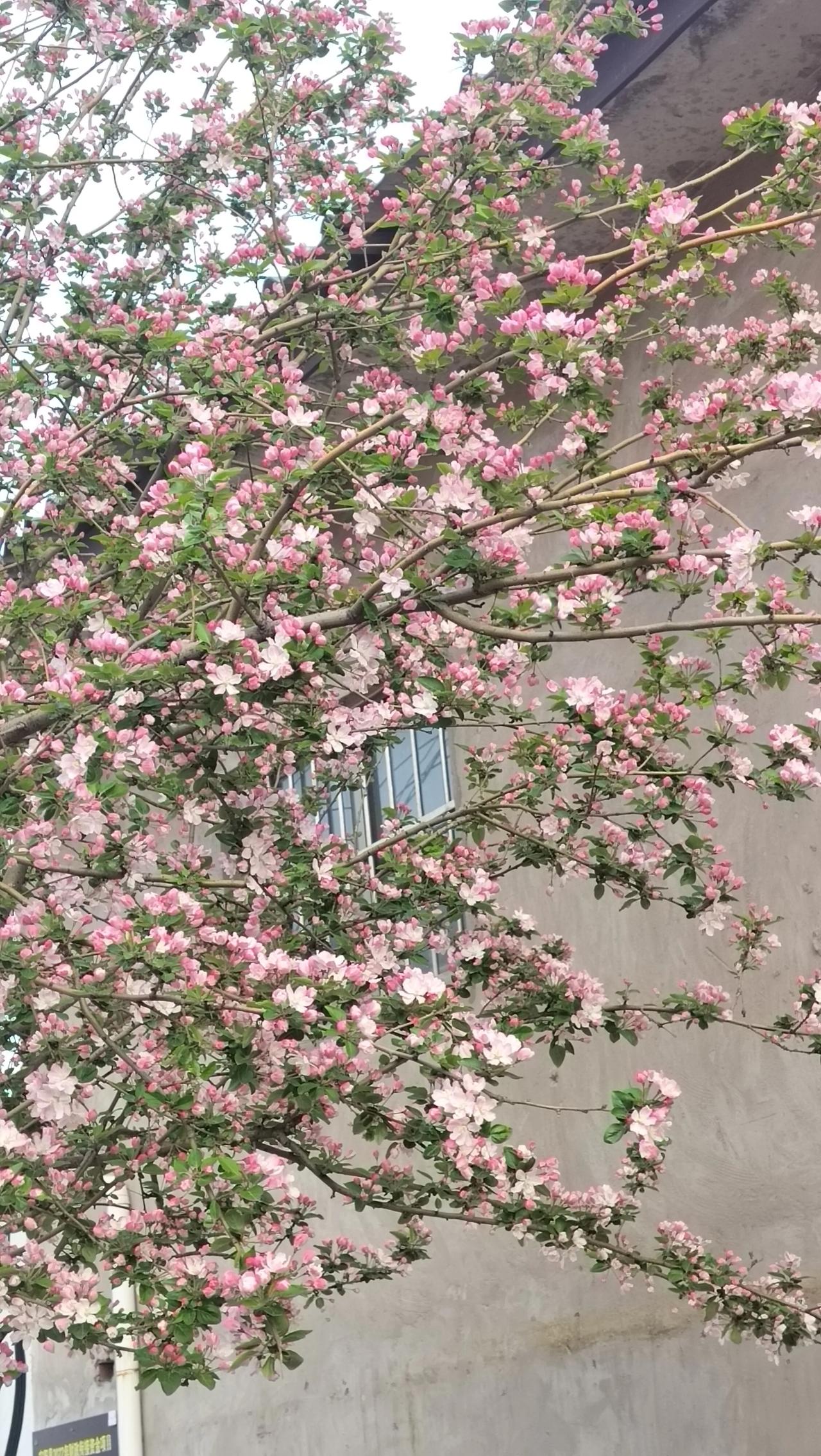 这一树花开，太治愈了
 
早上送闺女上学路过这棵树的时候，脚步不自觉就慢下来了。