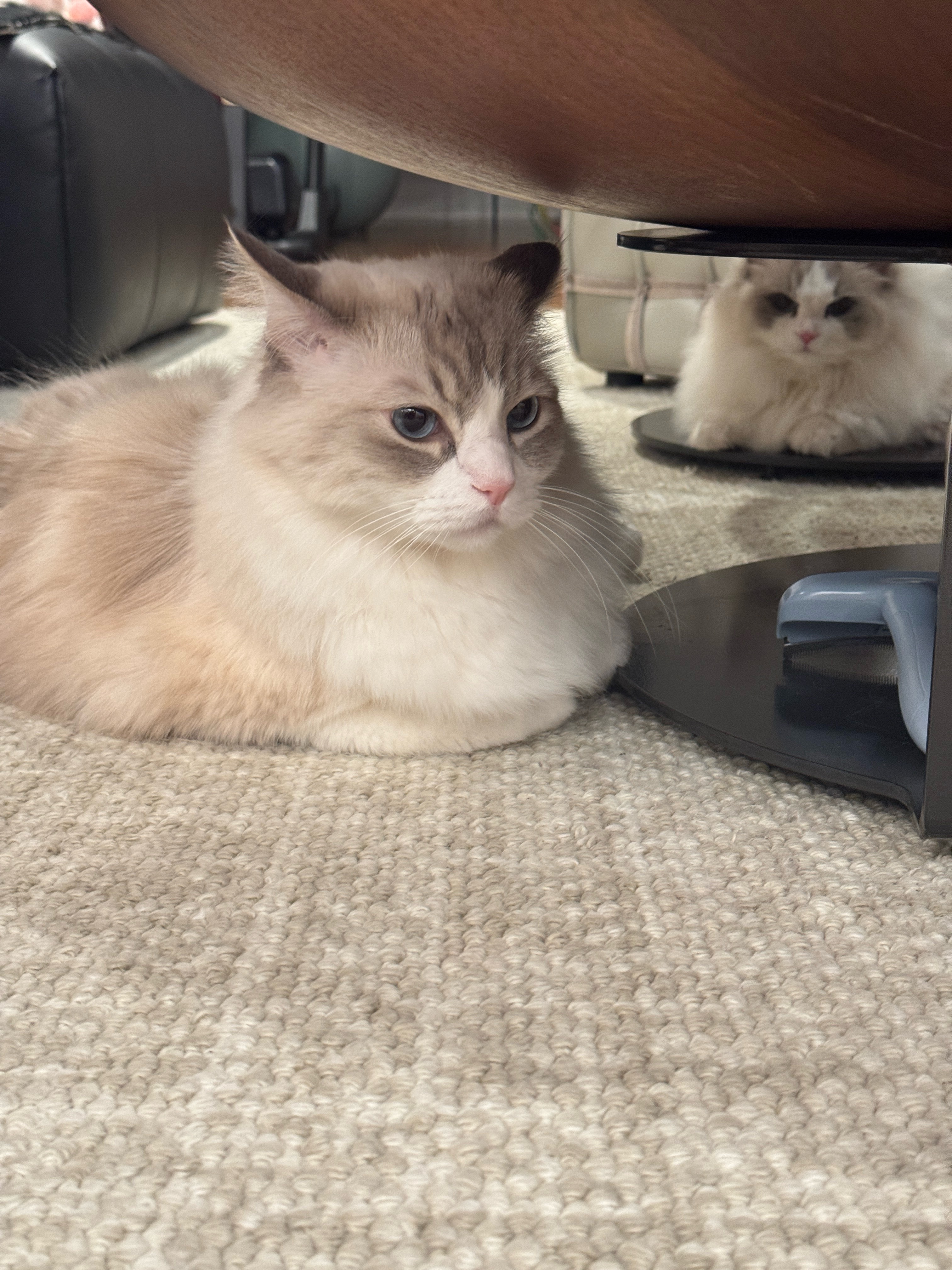 成都总是把最好的天气留给工作日 成都