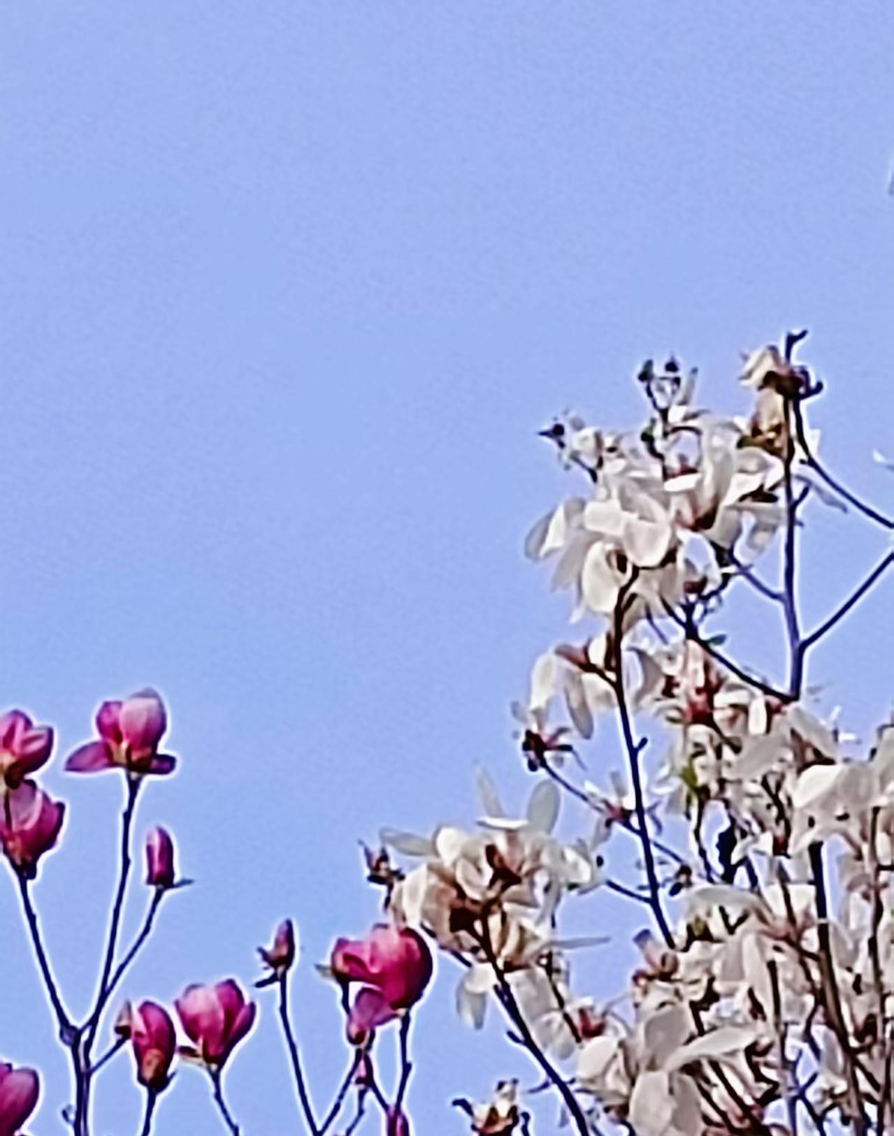 红薯，你们那里都叫做什么哈哈哈哈哈！我们这叫“地瓜”