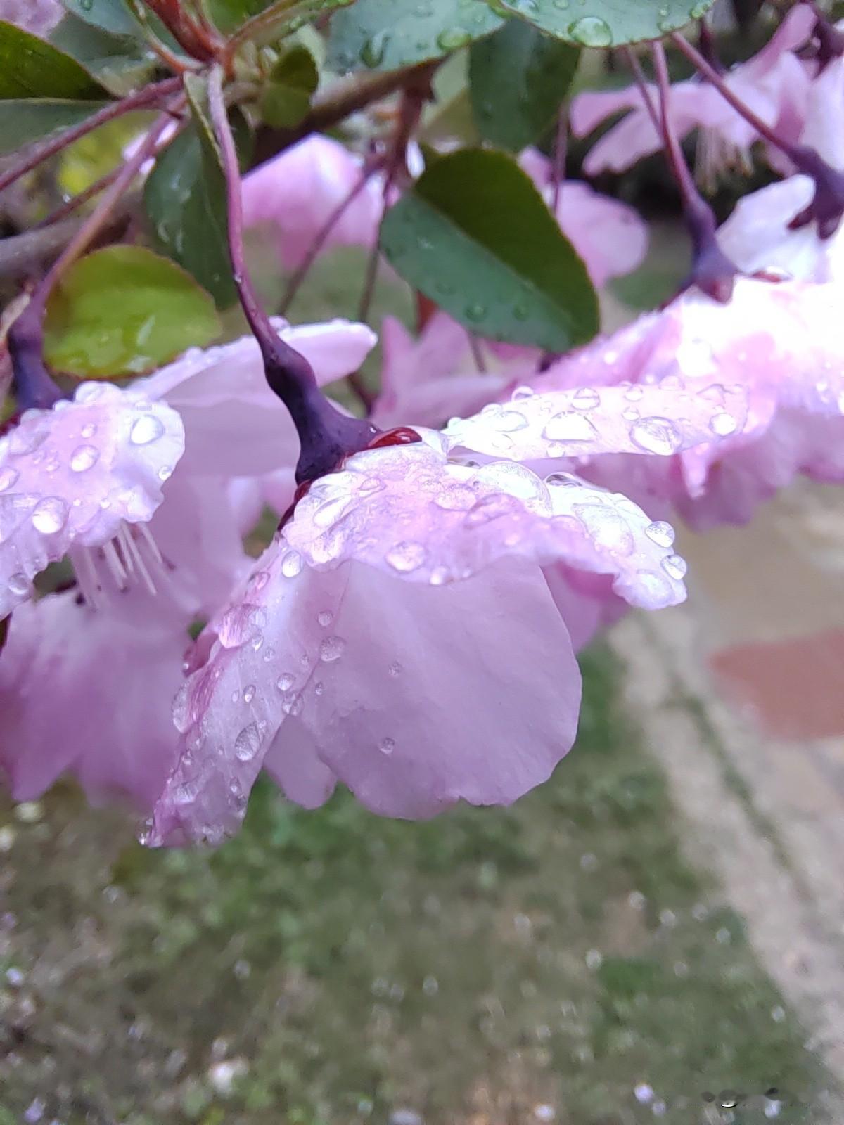 五绝.雨中海棠
春雨吻梢头，垂丝带露柔。
粉娇凝玉泪，翠叶缀清流。
      
