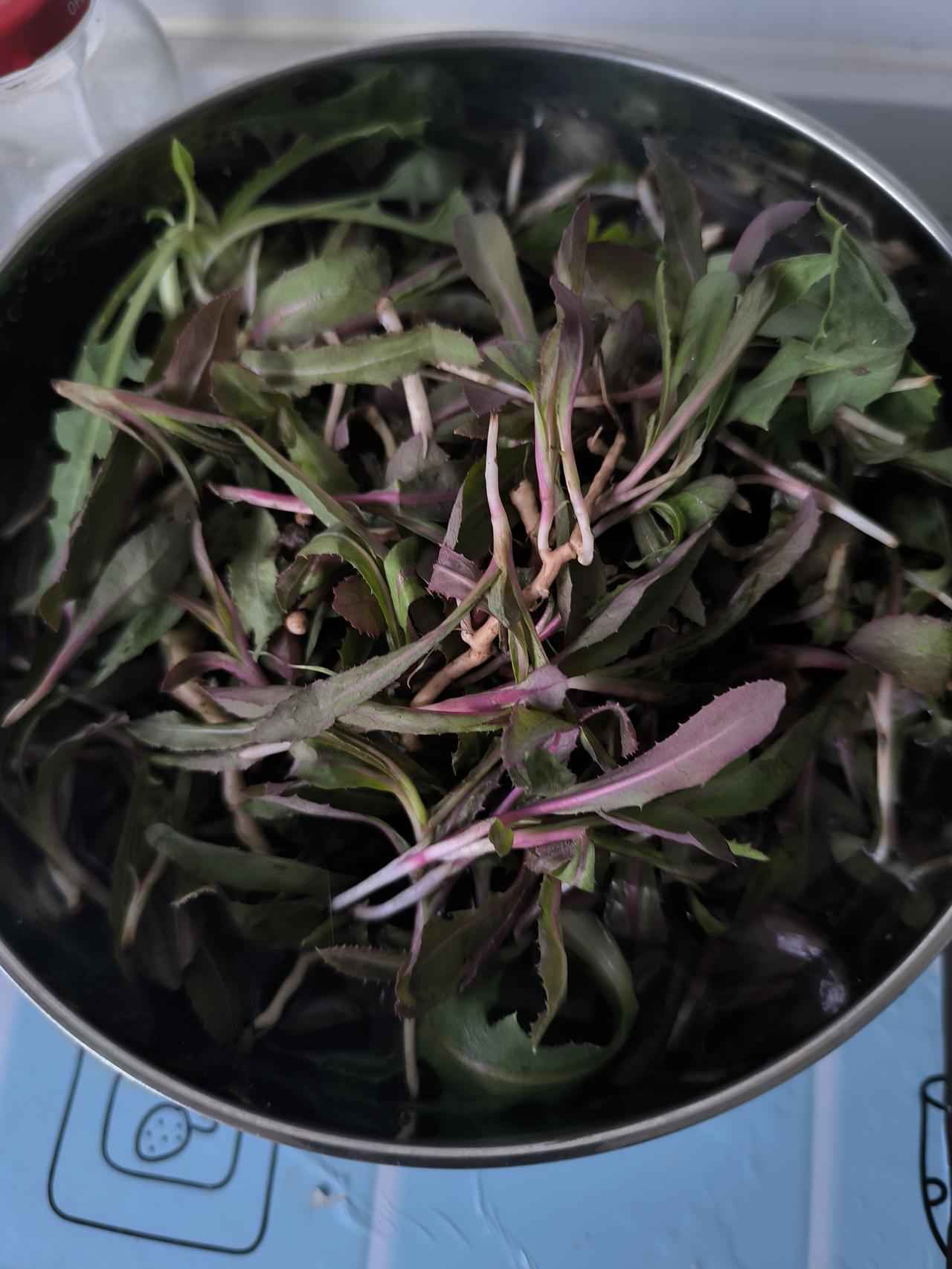 今天，趁着阳光，去挖野菜，也算一个好着落，我们叫曲麻菜。
    其实，野菜也是