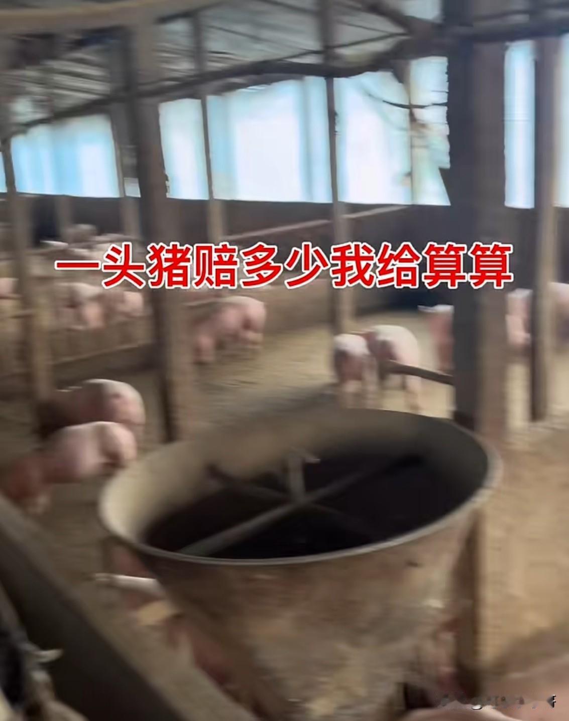 毛猪价格掉到四块多钱，丹东本地养殖户无奈在猪舍唱起歌“等了好久终于等到今天……”