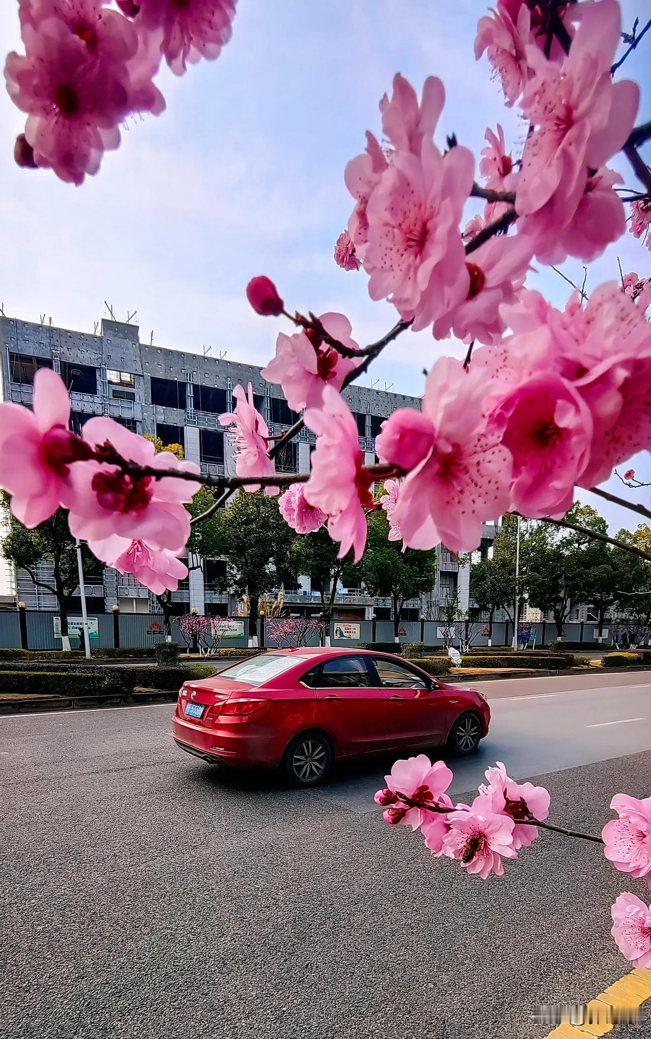 早春二月，万州区江南大道人行道上，美人梅竞相怒放，娇艳无比，车行其间扮靓花车，令