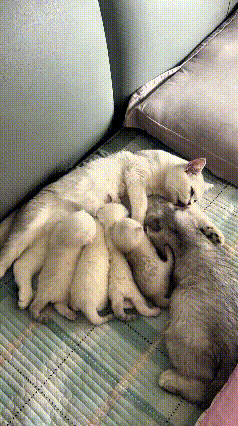 乖乖嘞，这一幕真是暖心到骨子里了！猫妈妈生了第二窝小崽，第一窝的小猫都四个月大了