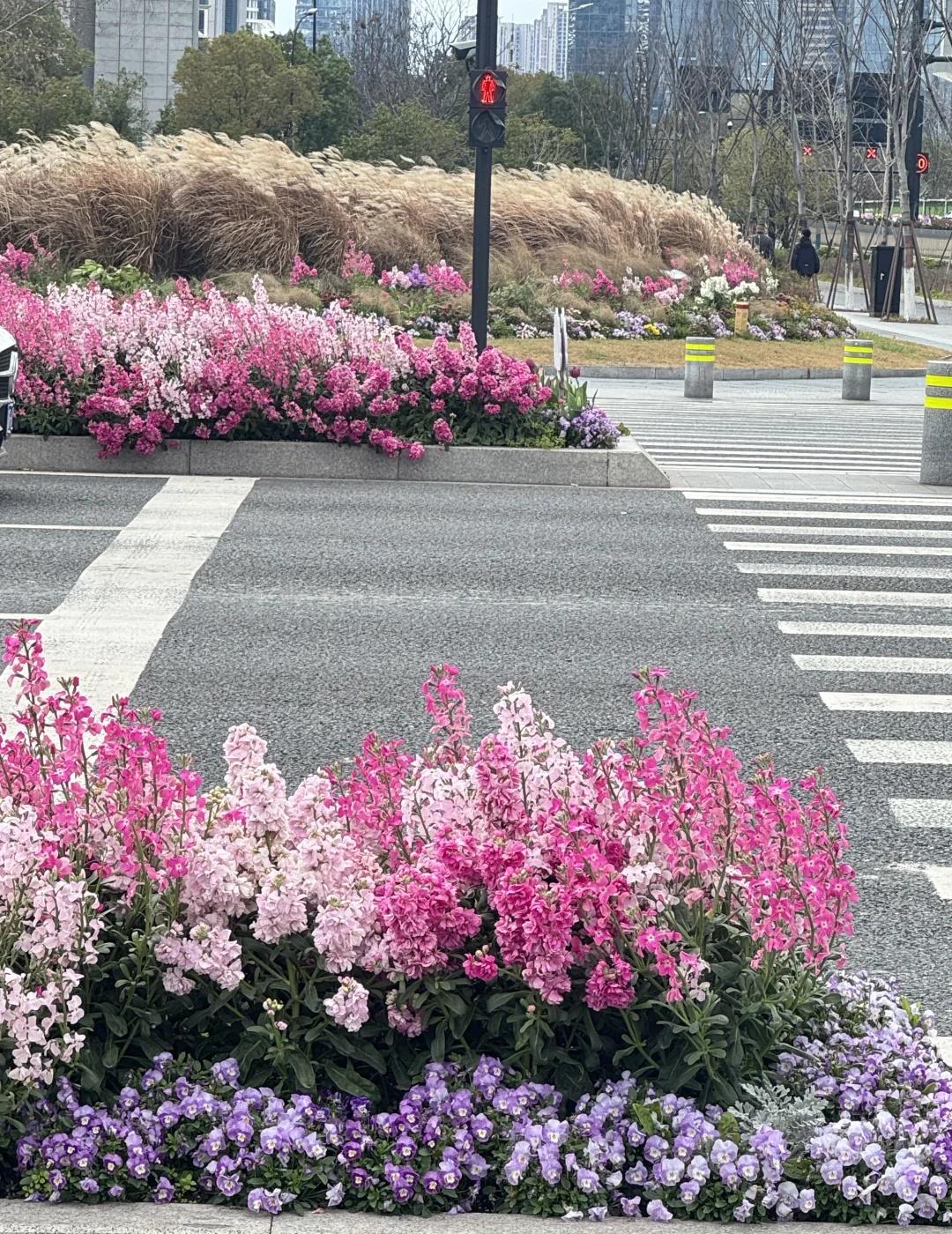 杭州：不允许任何一个角落丑！
杭城市政：通通给我种！交换春天