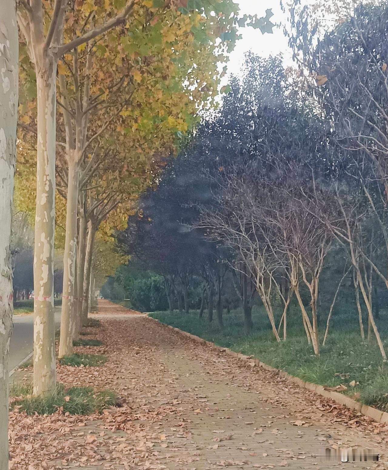 晒图笔记大赛落叶铺径，秋意正浓。