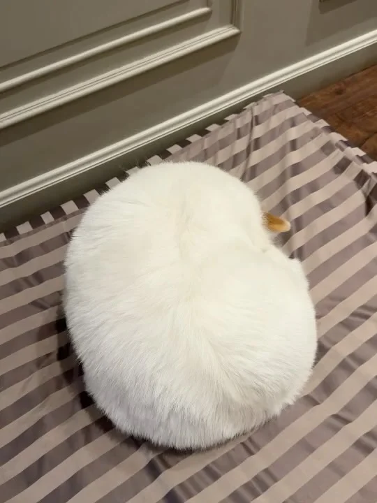 谁家的糯唧唧汤圆