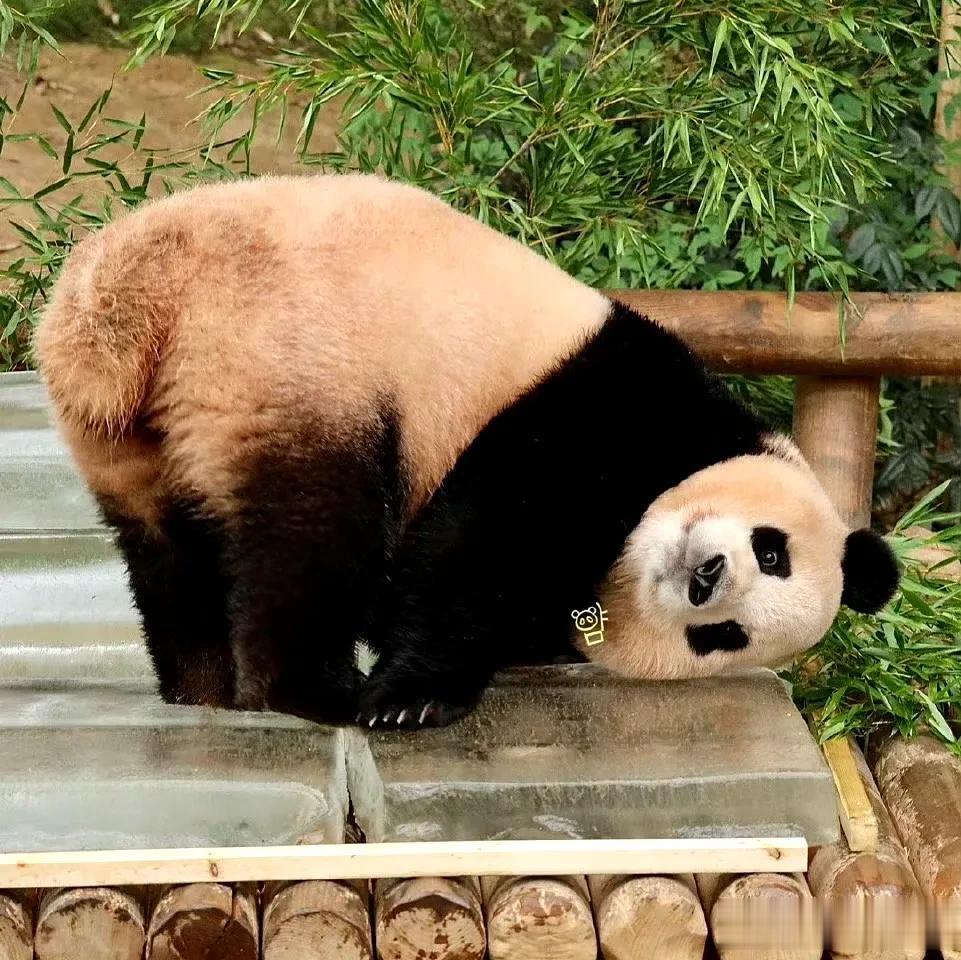 销魂的姿势，爱宝也有勾人的照片，虽然更喜欢福宝，但不得不承认我个人还是觉得爱宝的