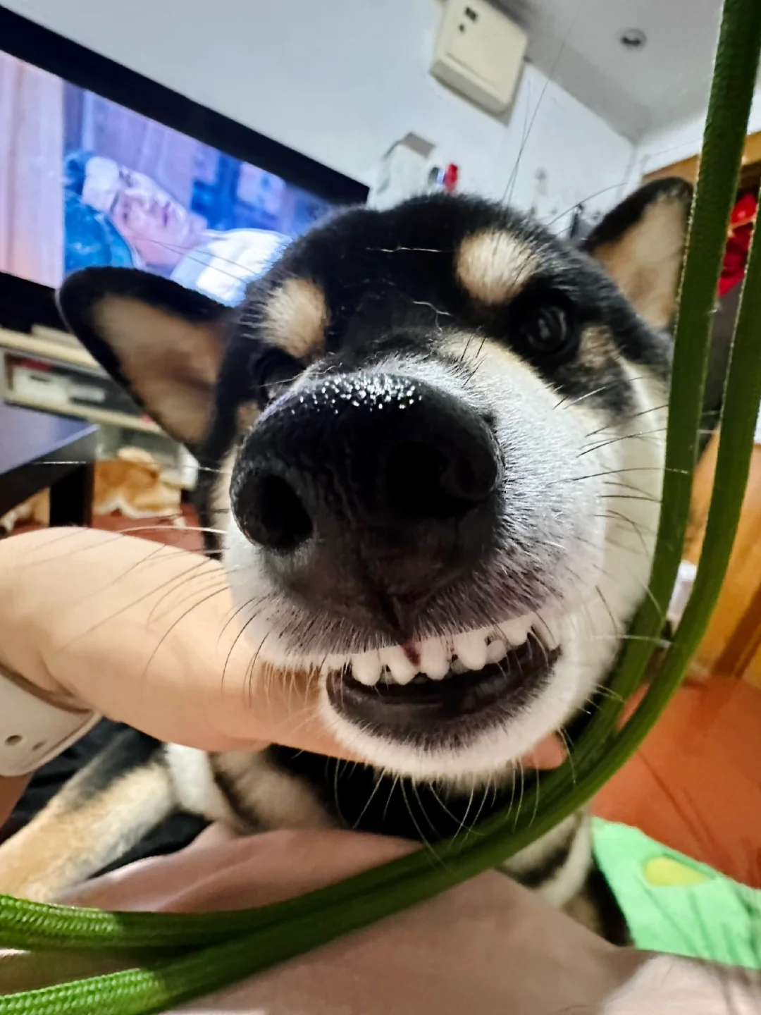 小狗减肥秘诀