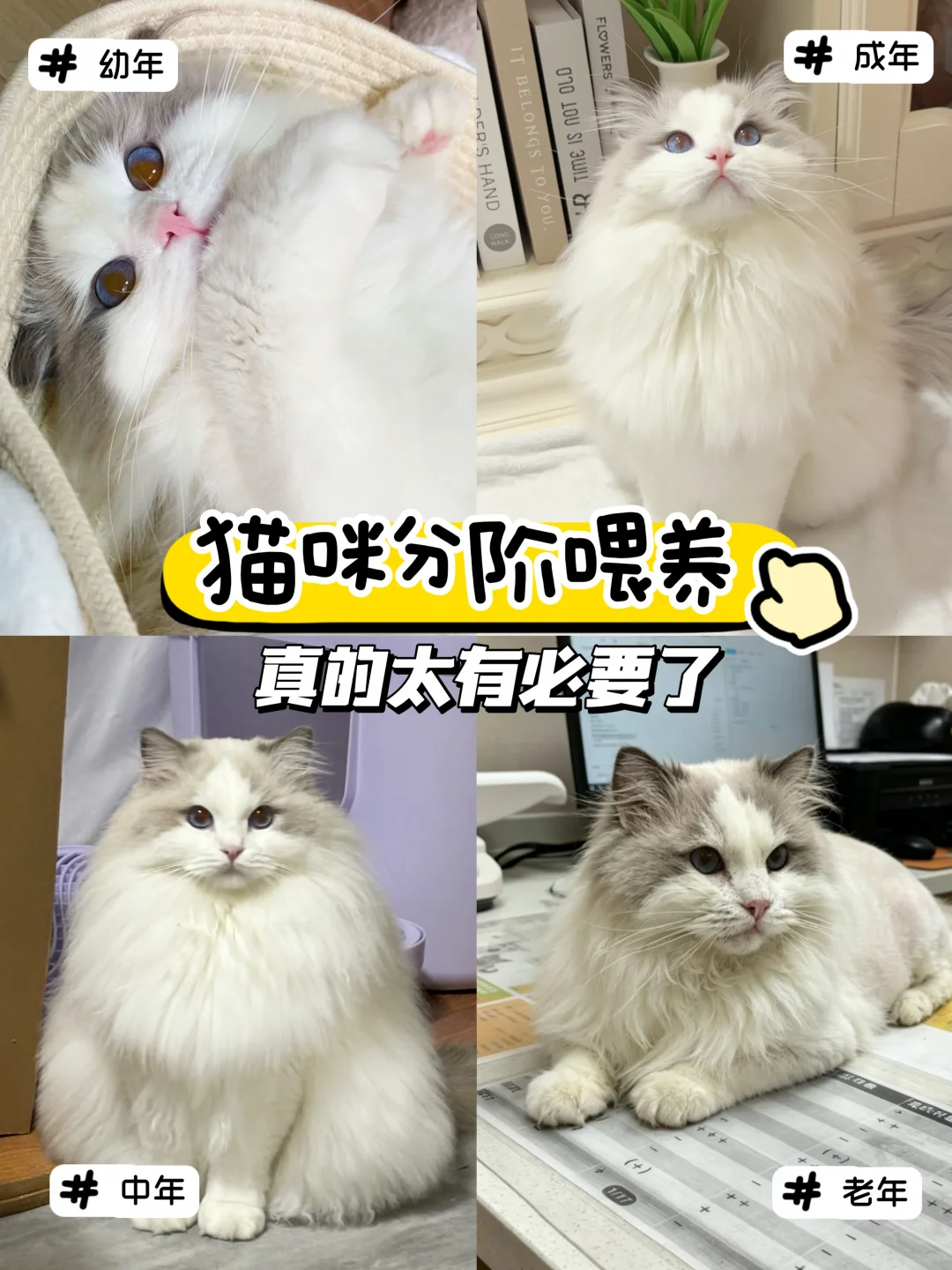 猫咪各阶段怎么补营养最科学？