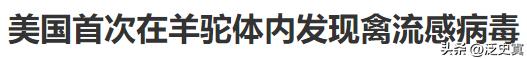 早作准备！美国禽流感又要祸害全球！
欧美紧急准备禽流感疫苗效果未知！
传播到全球