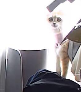 49510【丑猫】查看监控发现了一个外星生物 
