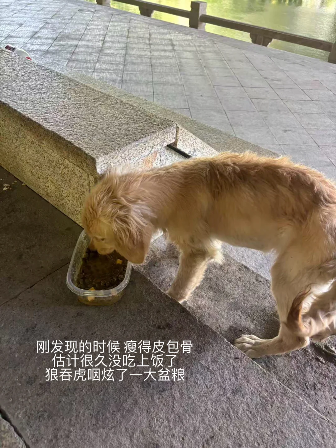 杭州流浪小金毛找领养
