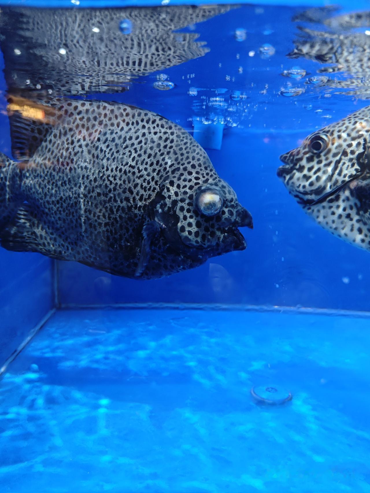 美国联合了五十多个国家搞载人登月，美国主导，十几年过去了八字还没有一撇。美国拿别