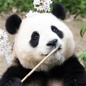 大小动物的世界