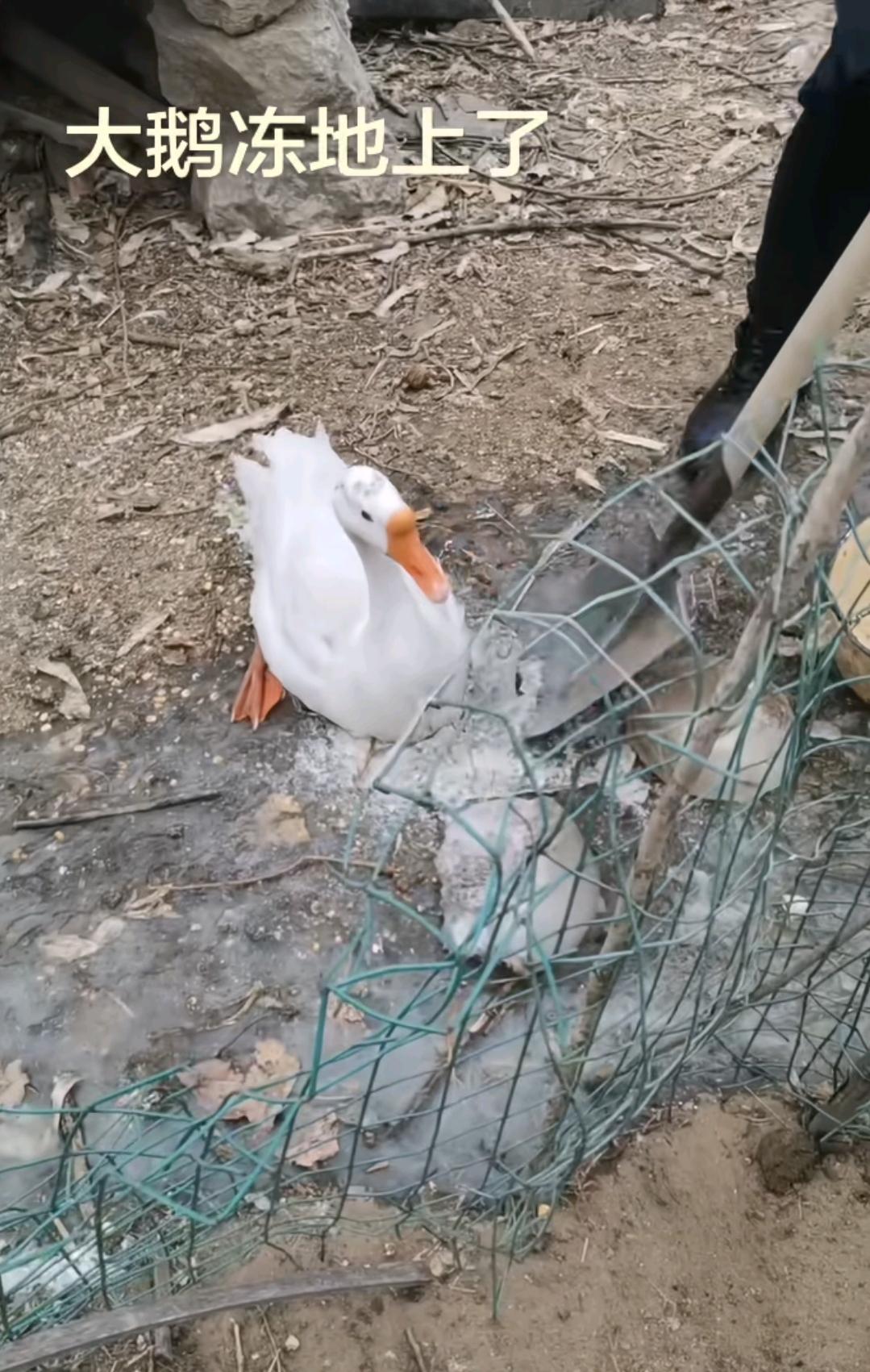 让你不回窝，这下好了，冻地上了吧，看你下回还乱跑不乱跑。
这只鹅被冰固死了，go