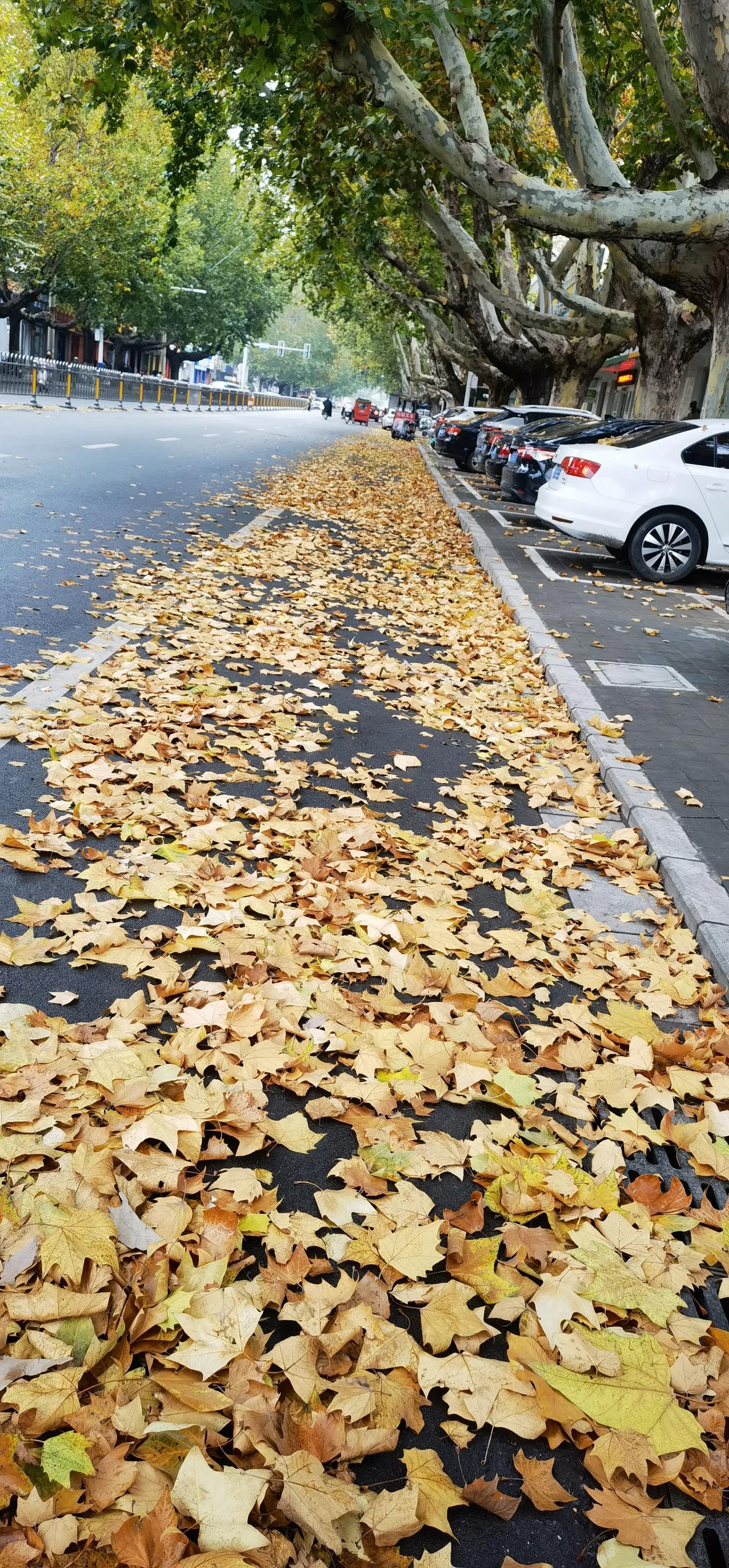 铺满金叶的回家路