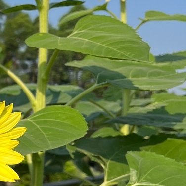 种植 🌻种植文案 向日葵种植指南1. 种子处理挑选颗粒饱满、无虫蛀、无破损的优
