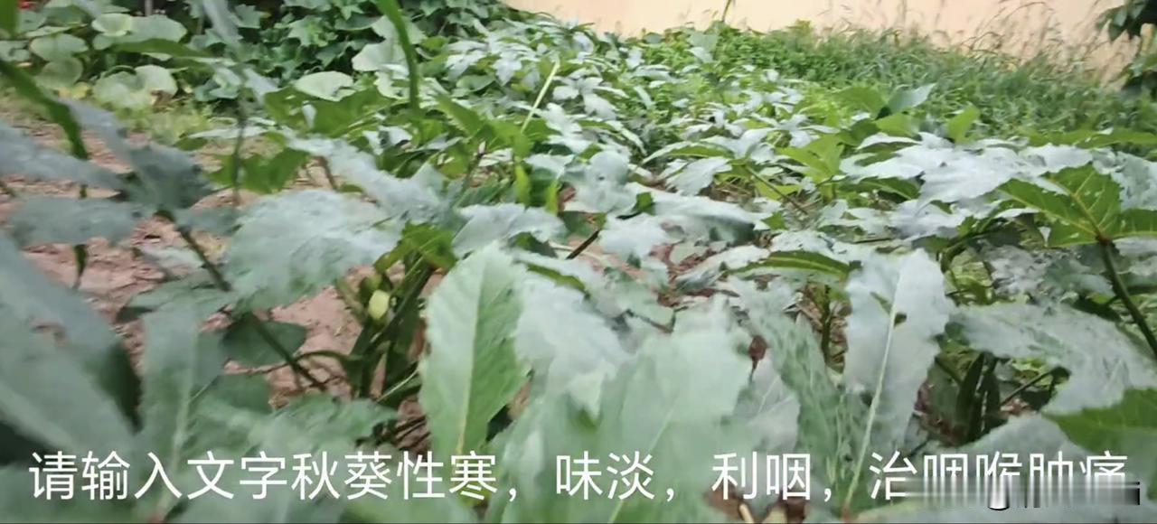 有人非议、诋毁莫言，是多重因素叠加的舆论现象，分开来看会清楚。
     题材与