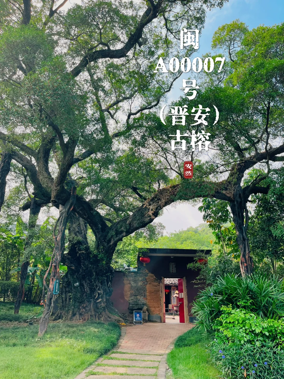 福州古树名木19｜闽A00007号（晋安）雅榕