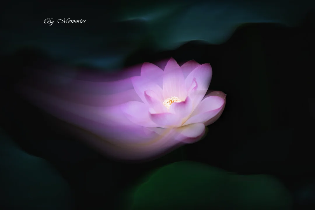 沙湖公园随拍暗墨荷花🪷