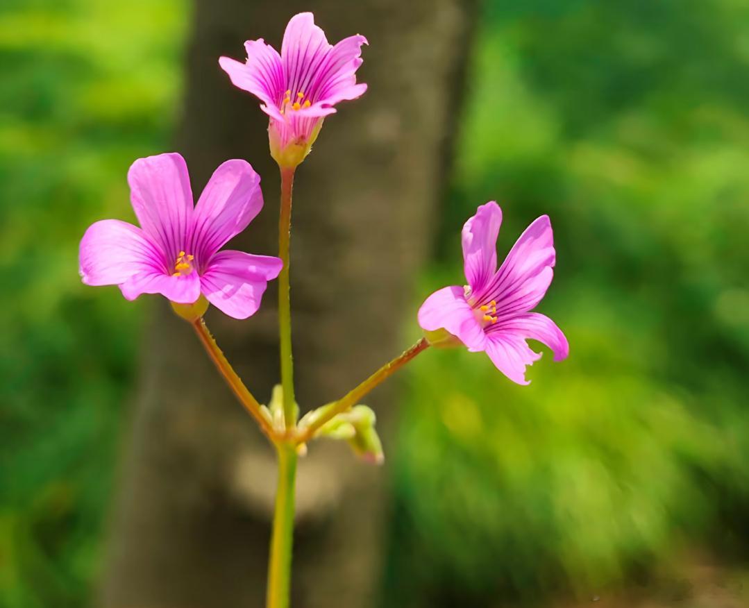 洋洋高锐·走入花蕊◎渐渐的懂了梦里……有花才……美◎渐渐的明白个人……等待多……