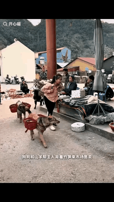 画面真的太暖又太戳心了～小女孩小小年纪就扛起生活，身后的狗狗和小羊安安静静跟着帮