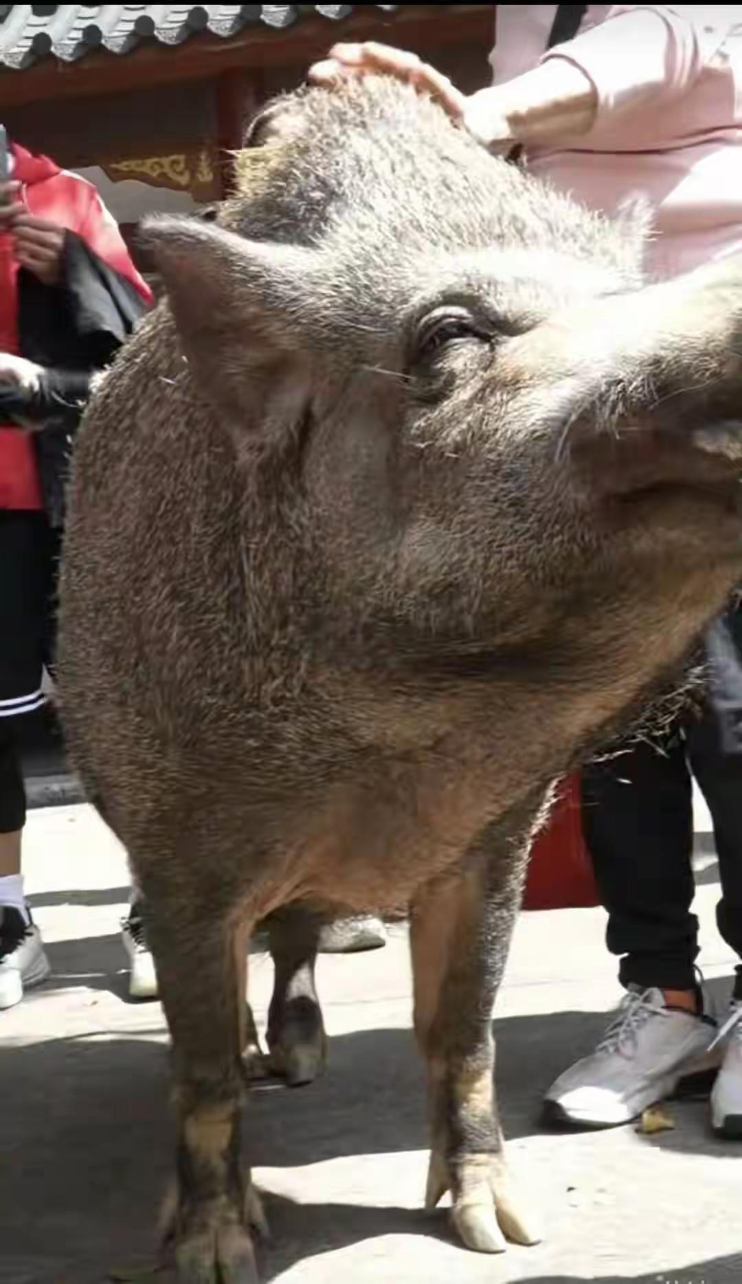 在广东的深山密林里，有一只体重超过300斤的野猪，它不仅以“猪五妹”的名字走红网