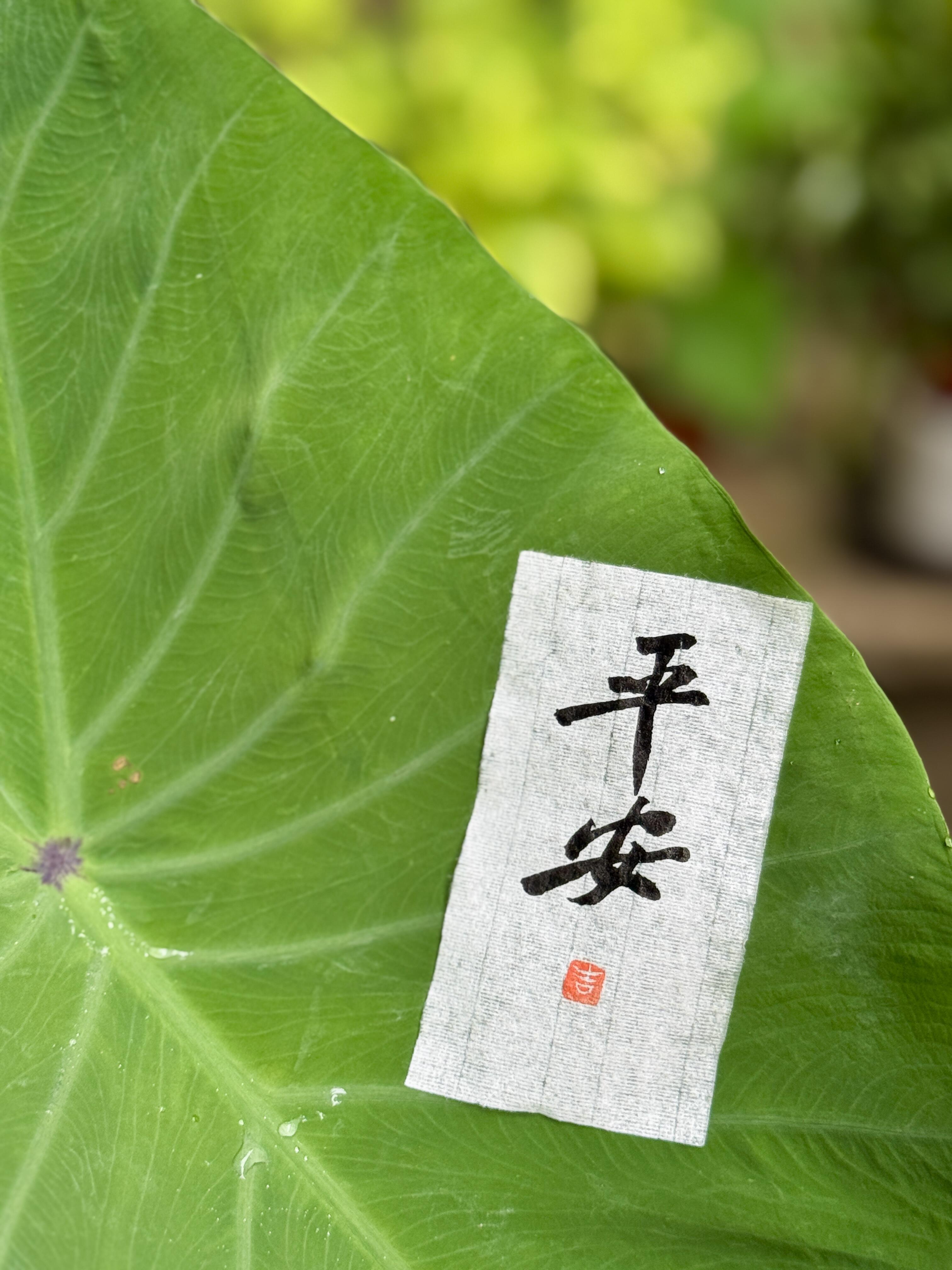 人这一生，空空来，空空去，何必执着；努力过后，得失随缘；走过坎坷，才知平安就好。