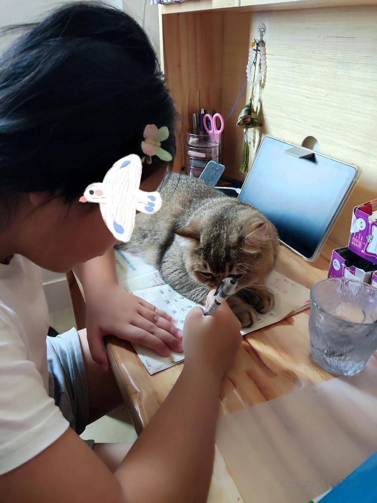 妹妹的伴读[偷笑]
自从有了它
我就省了很多心，
有它
我就放心[笑哭][笑哭]