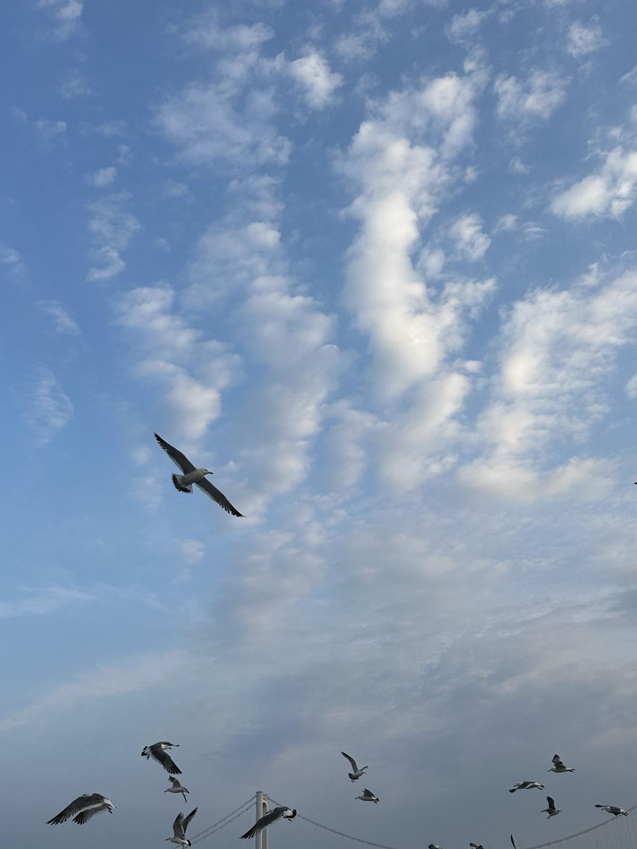 随手拍一张天空照有海鸥的天空也行[大笑]