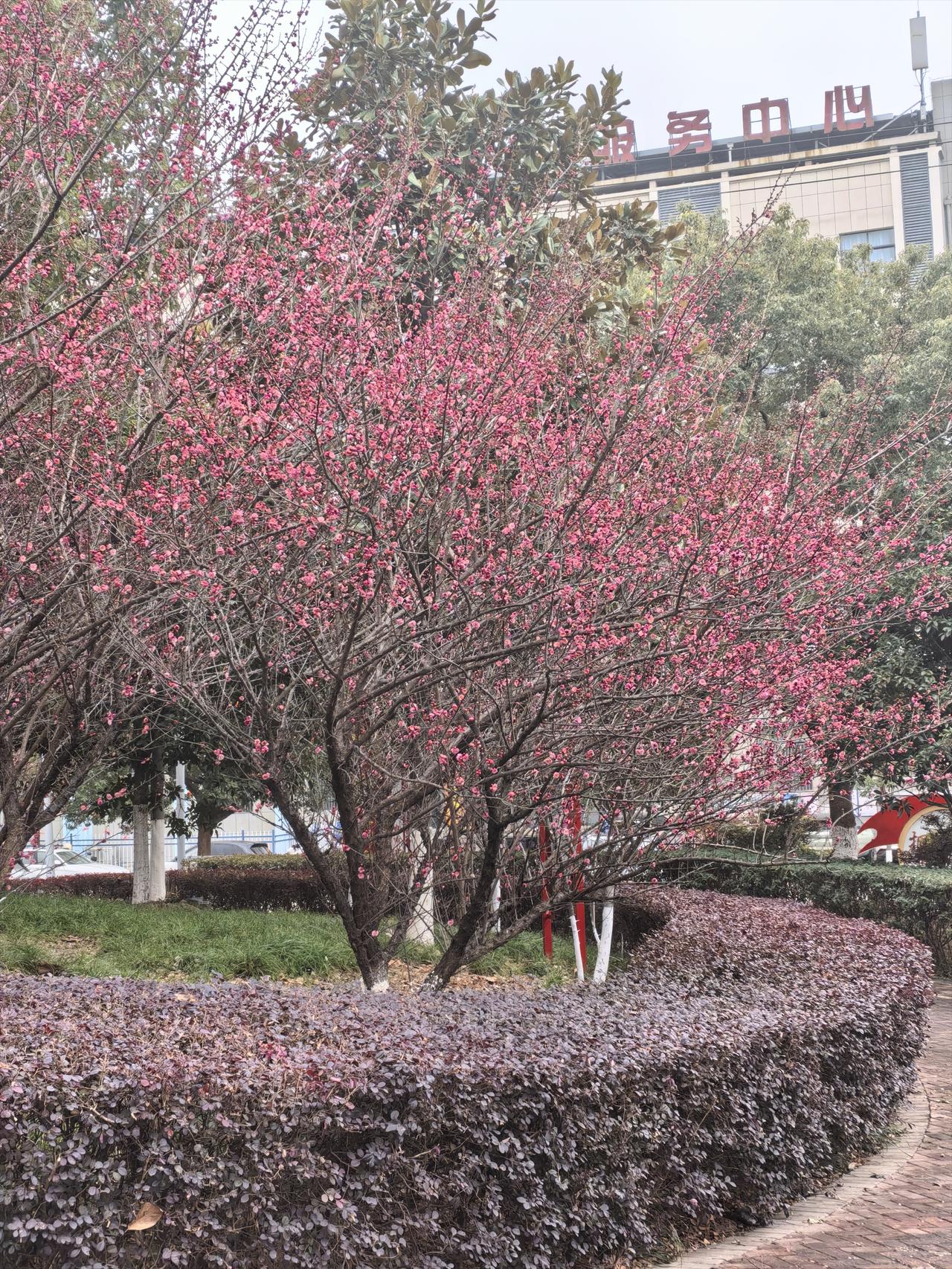 今年冬天的不同 今年冬天跟往年比，差异太明显。整体偏暖还波动剧烈，区域分化、降水