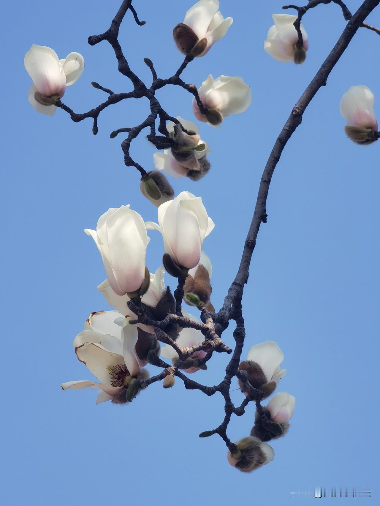 分享一张手机拍的玉兰花。