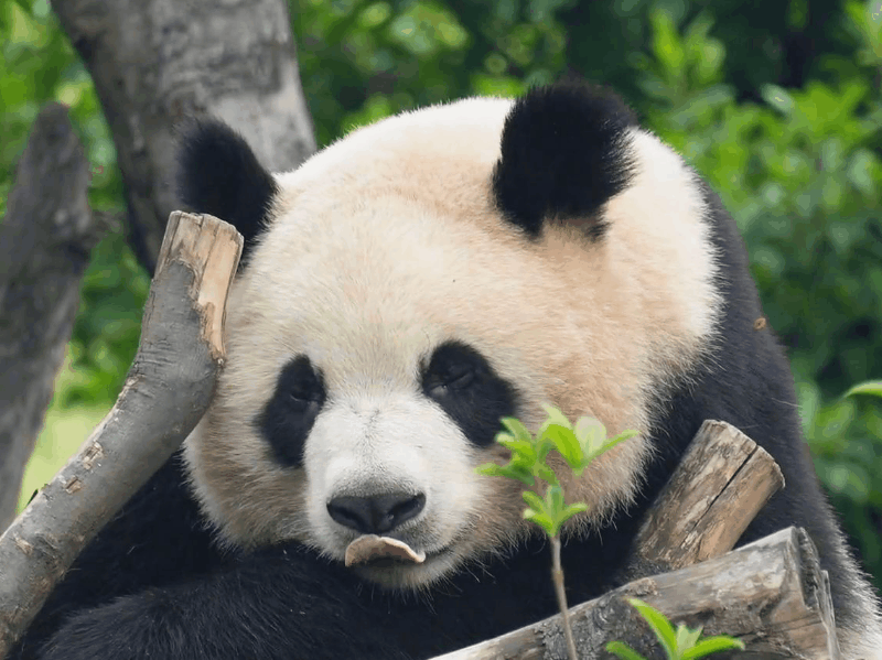 熊猫守护者 ①☀️极好 764，🉑蹭  ，🈲快🧱②与极好的人hu动或🧱?