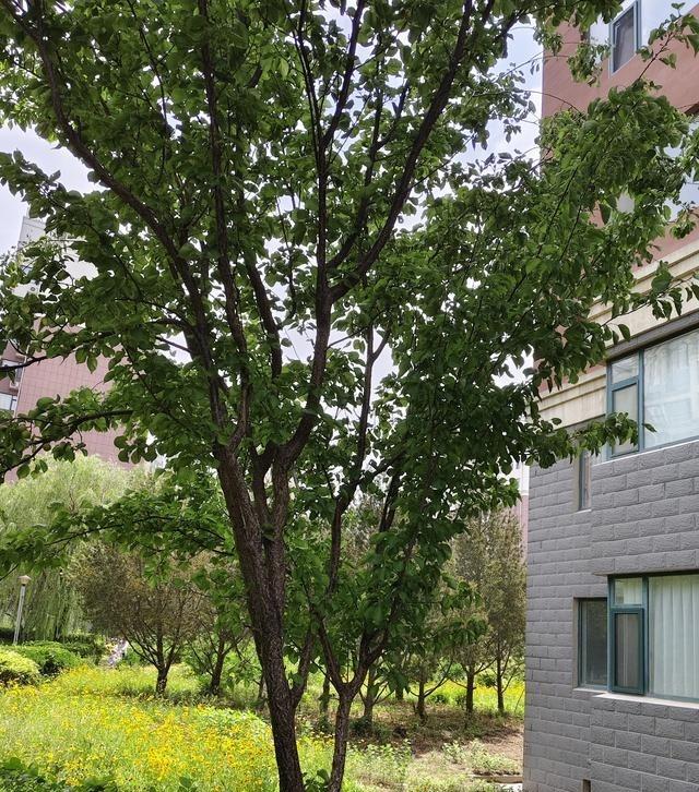 小区绿化带自己长出来的野杏树，硬是被隔壁快80岁的大妈当成了自家的，这操作真给我