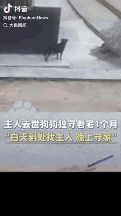这狗太让人心疼了！四川绵阳一个老院子里，一只黄狗天天蹲在门口，眼睛直勾勾地盯着村