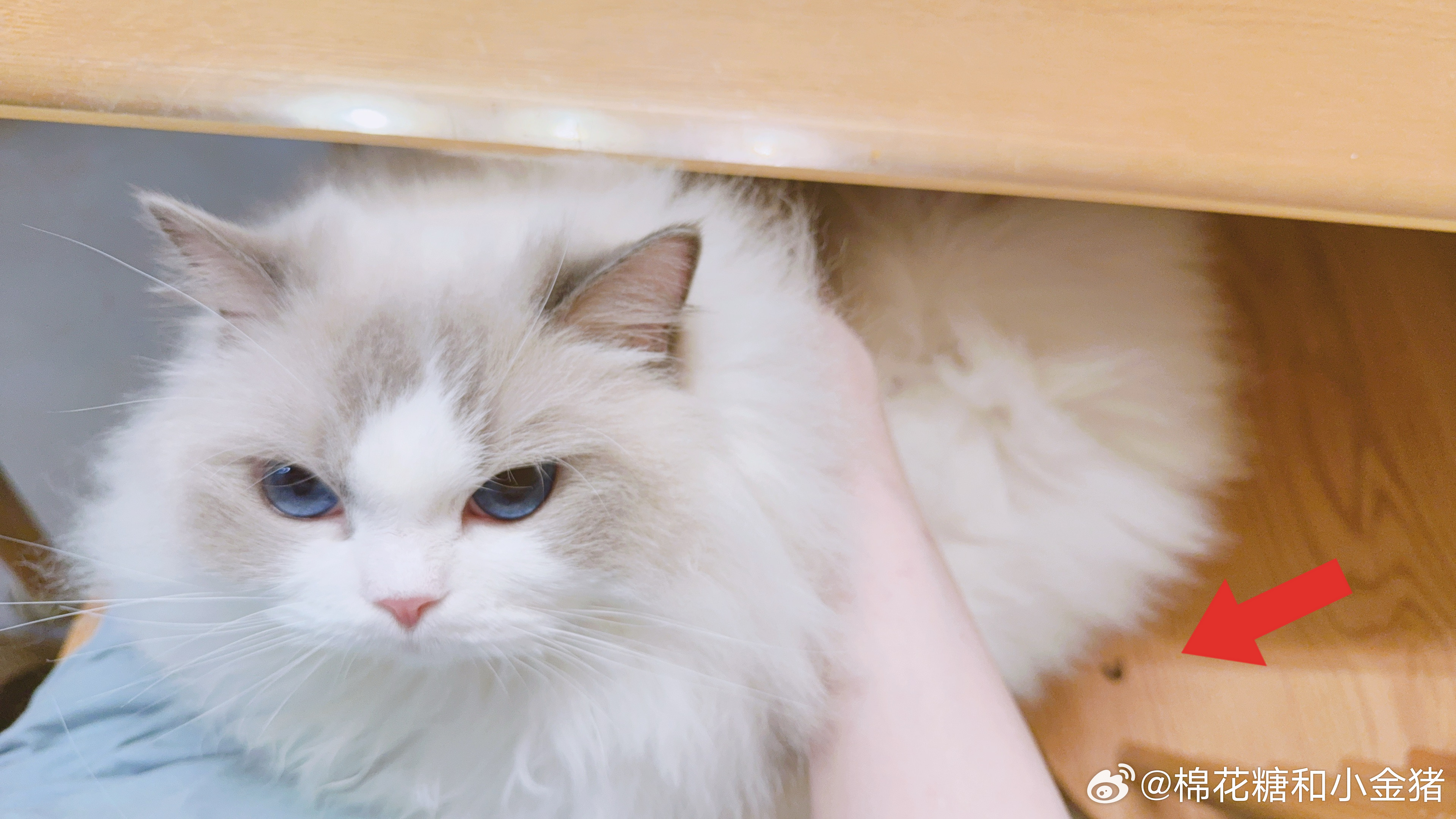 怎么摸一摸还掉粑粑啊啊啊啊啊啊啊啊啊啊啊啊啊啊啊啊啊啊啊啊啊啊啊啊 