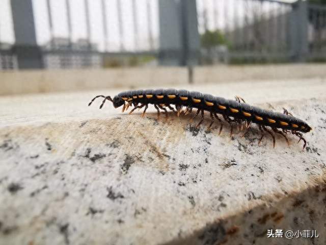 蜈蚣不随便进家门！一旦主动入户，其实是在传递一个重要信号
