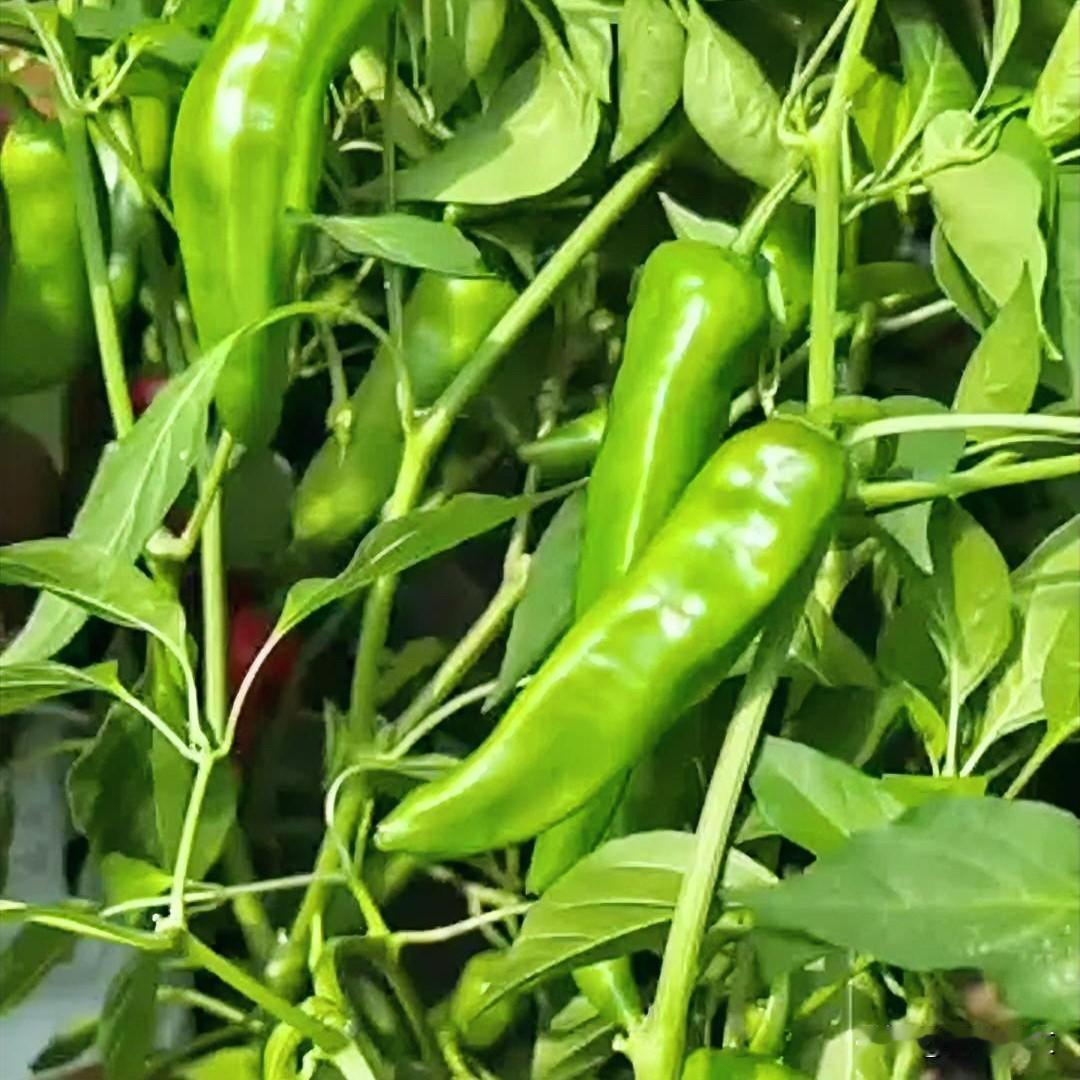 种辣椒总减产？90%农户都栽在旺长和早衰上





很多种菜的老乡都有个疑惑，