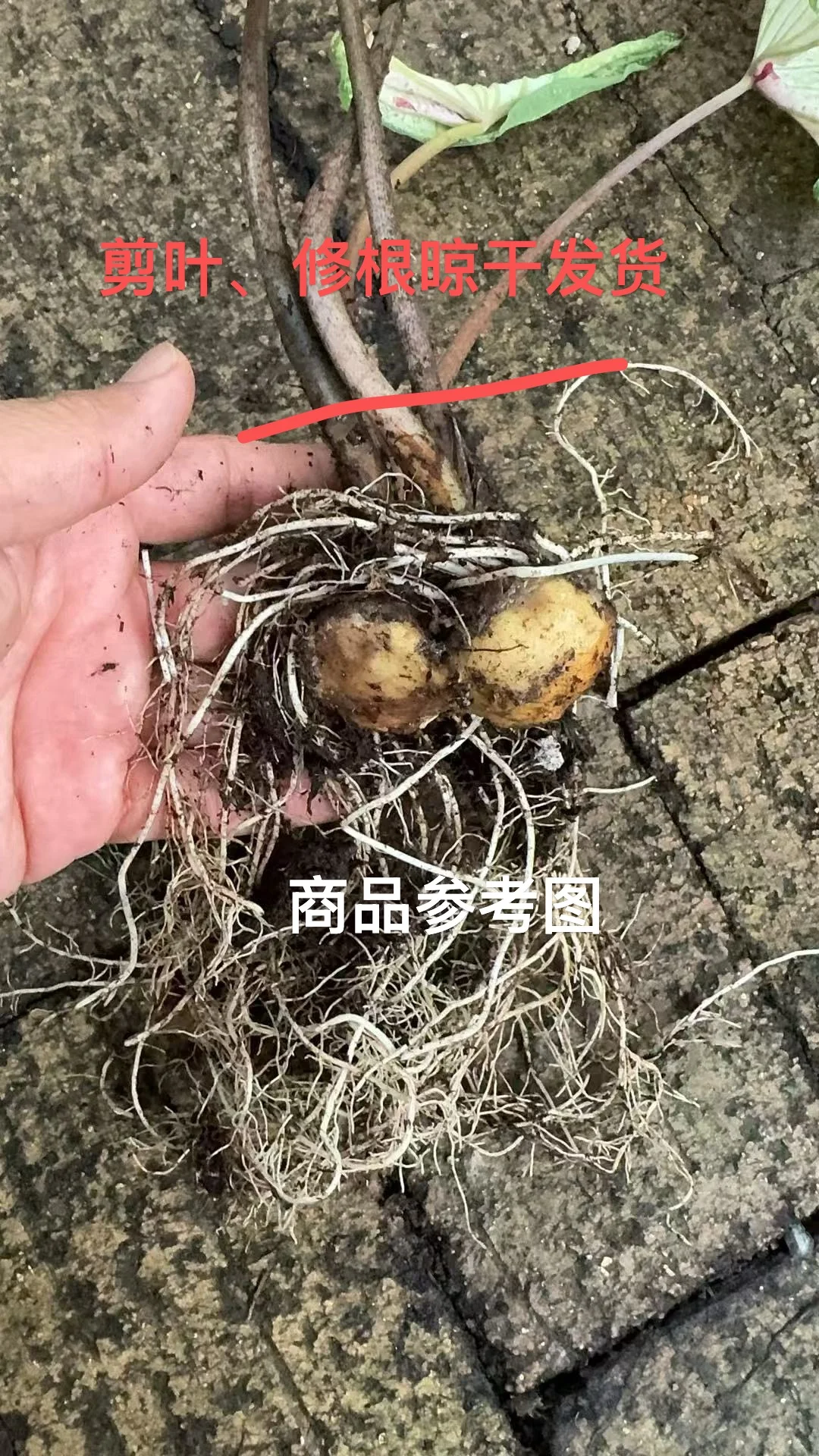 夏收秋启种球上架啦！