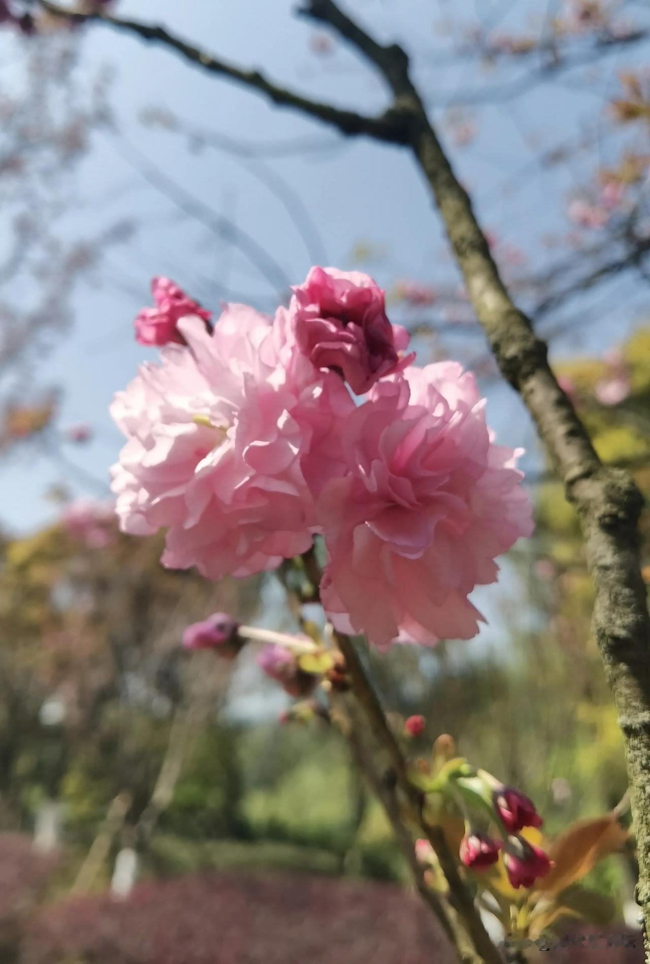 樱花开了没？最佳赏樱期是什么时候？
   今天来到重庆园博园，踏青赏花，最期待的