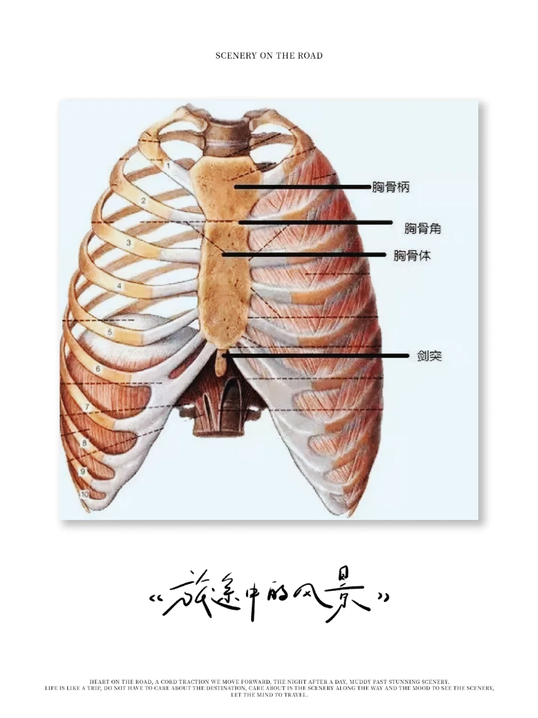 最近的变化：蔽骨大了，头骨饱满。