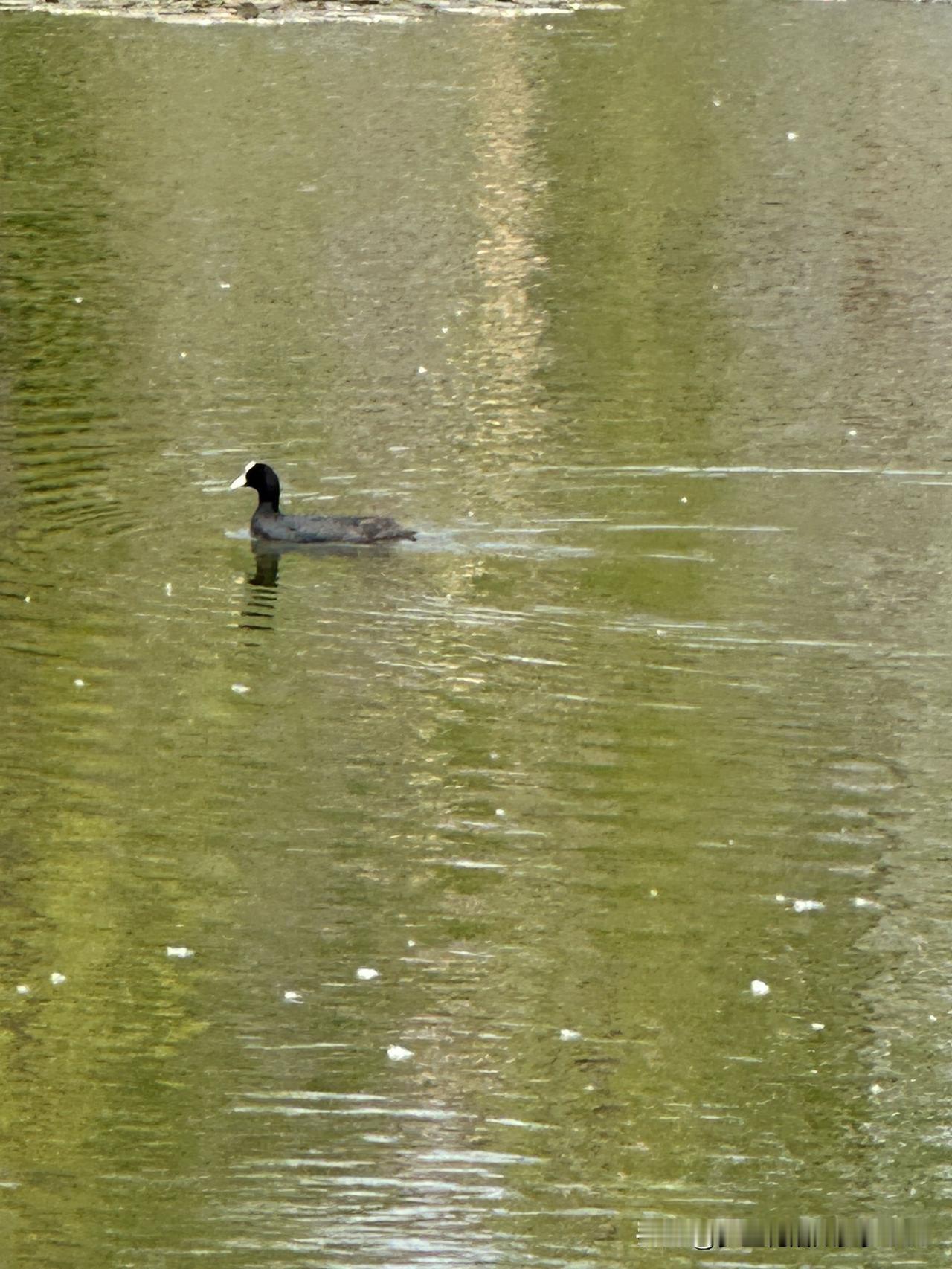 今天
我又出来玩了
因为春光明媚
若是不出来遛达
总感觉辜负了春光
人们在水边玩