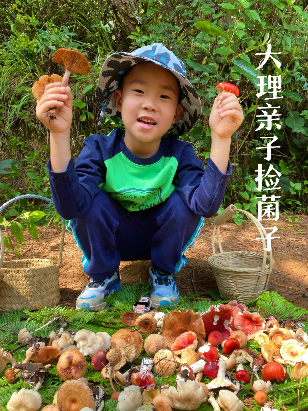大理亲子捡菌子，每天都有，快上山！