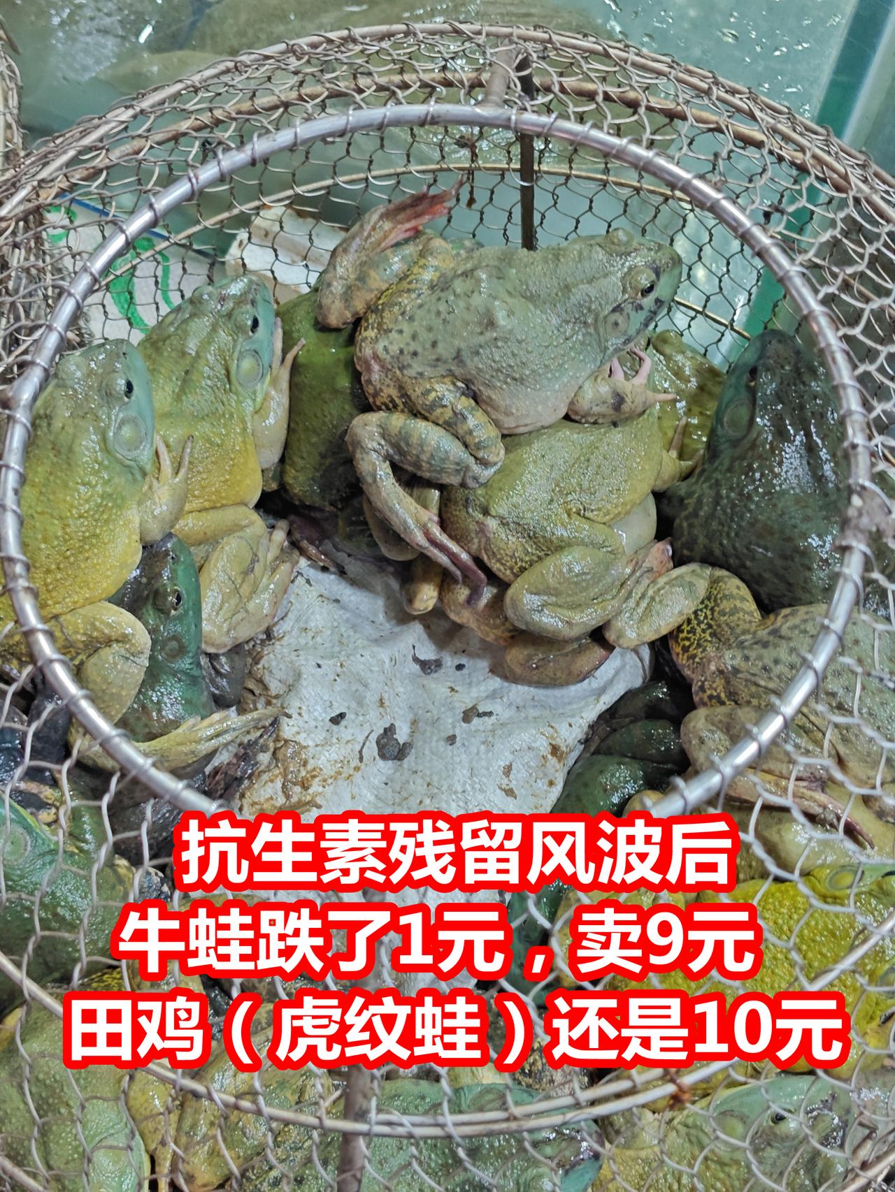 抗生素残留风波后，牛蛙跌了1元，卖9元，田鸡（虎纹蛙）还是10元。广州荔塱市场。