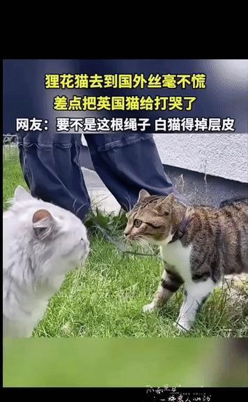 一只狸花猫被主人带到英国，第二天出门遛弯，就碰上了邻居家的白猫。
白猫大概是觉得