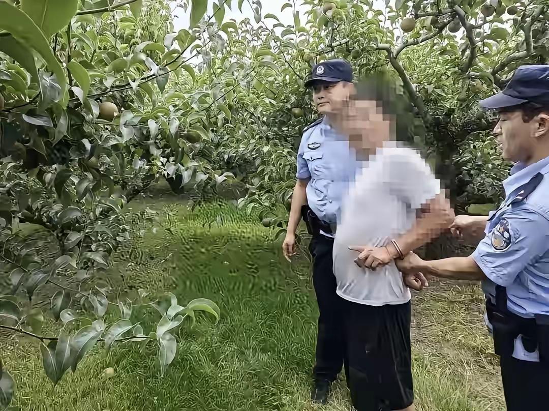 这偷梨的人也太过分了吧！果农大叔辛辛苦苦种的梨，摘两个尝尝也就算了，居然偷走近5