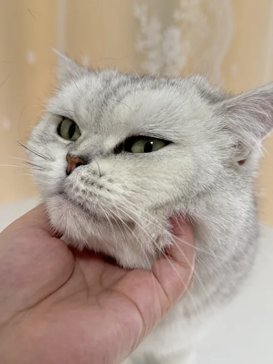 可可爱爱的银渐层银渐猫！