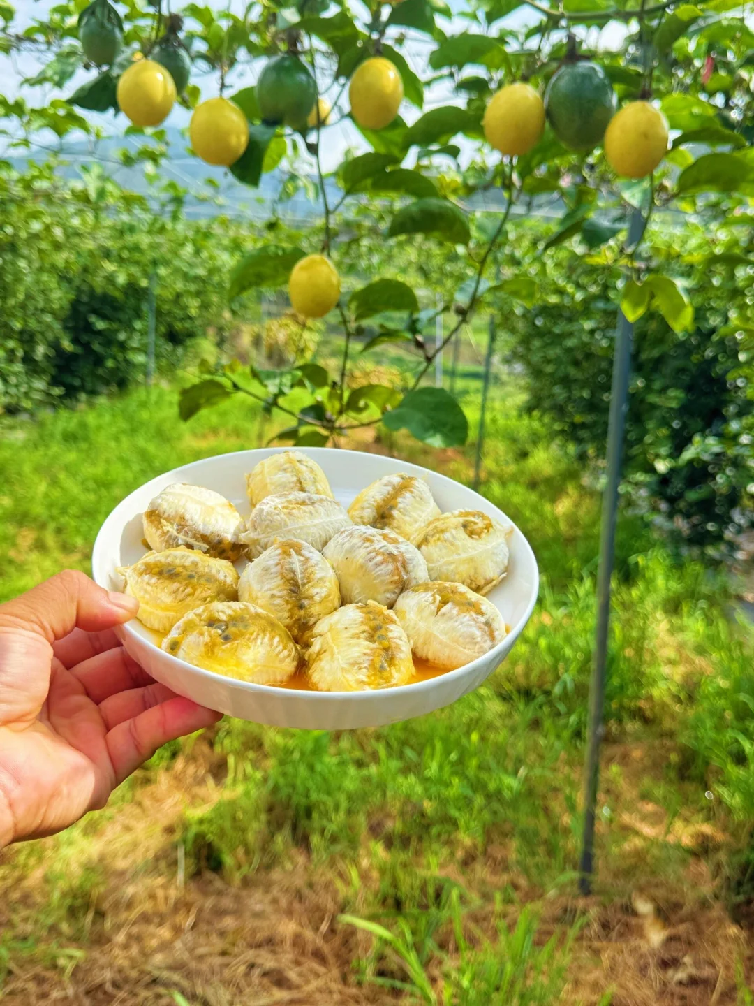开春的第一颗百香果，必须大口吃炫！