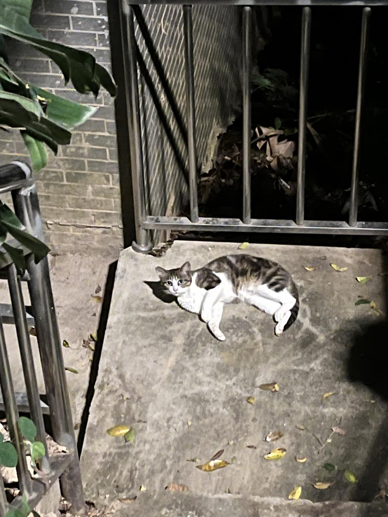 猫：人，我要睡觉了～关爱流浪猫不爱也请不要伤害 这个世界不能没有小猫 流浪猫的自